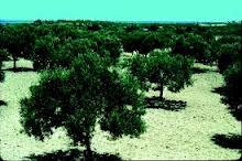 Tunisian Olive Groves